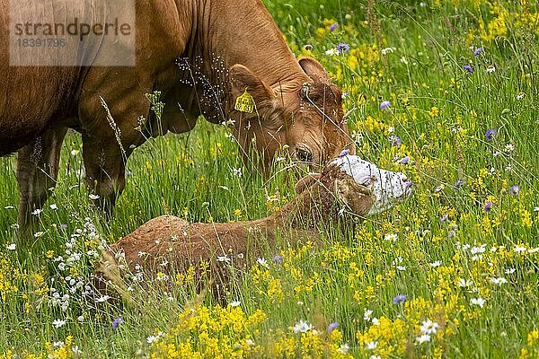 Eine Kuh und ein kleines Kalb auf einer Wiese mit Blumen  Schwarzwald  Baden-Württemberg  Deutschland  Europa