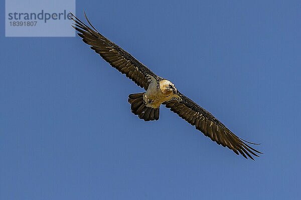 Bartgeier (Gypeatus barbatus) adult  im Flug von unten  gegen den Himmel  Pyrenäen  Katalonien  Spanien  Europa