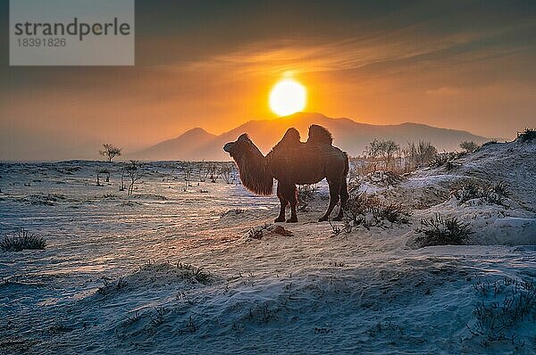 Kamel (Camelus bactrianus) am Wintermorgen in der Mongolei. Mongolei  Mongolei  Asien