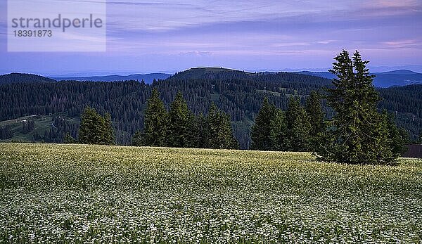 Blick vom Feldberg auf eine Landschaft mit Blumenwiese  Wald und Bergen  bei Sonnenuntergang  Schwarzwald  Baden-Württemberg  Deutschland  Europa