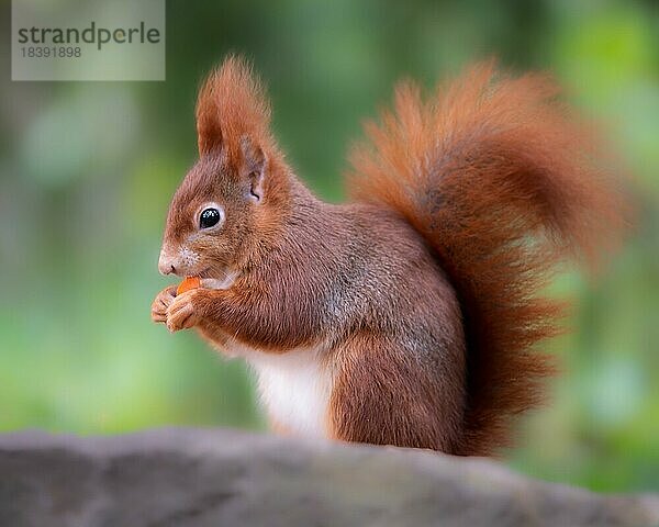 Eurasisches Eichhörnchen (Sciurus)  rot braun  sitzend  ein Stück Möhre essend