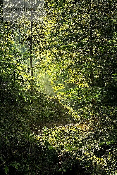 Ein Wanderweg im Wald  die Sonne scheint hinein  Gegenlic Lotenbachklamm  Schwarzwald  Baden-Württemberg  Deutschland  Europa