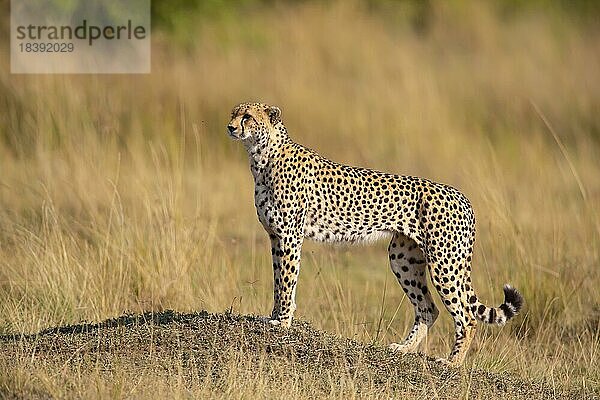 Gepard (Acinonyx jubatus) Kenia
