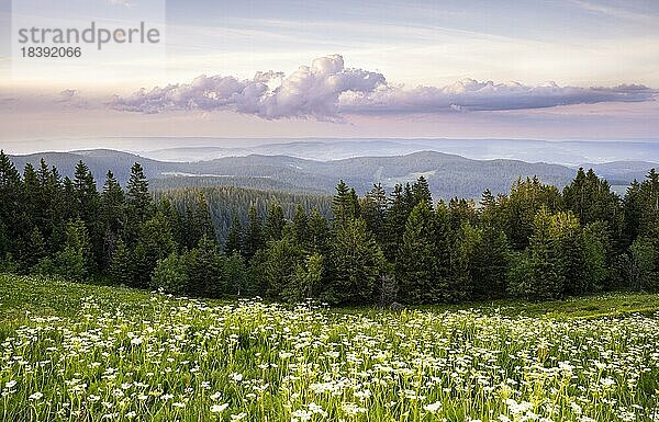Blick vom Feldberg auf eine Landschaft mit Blumenwiese  Wald und Bergen  bei Sonnenuntergang  Schwarzwald  Baden-Württemberg  Deutschland  Europa