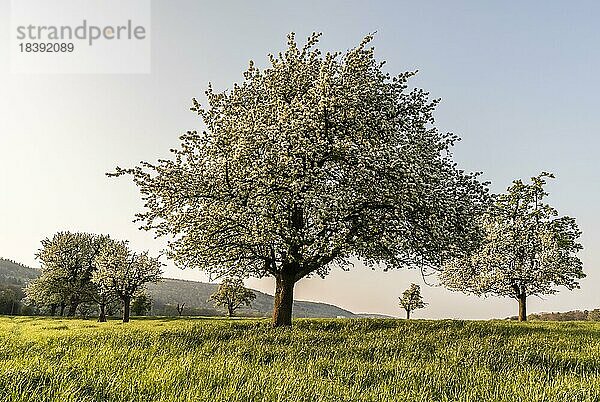 Blühende Apfelbäume auf einer Wiese  Baden-Württemberg  Deutschland  Europa