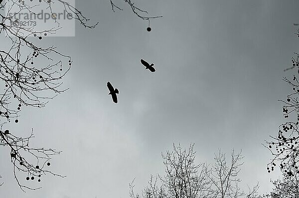 Rabenkrähen (Corvus corone) in der Luft  schwarze Silhouette  Sturm