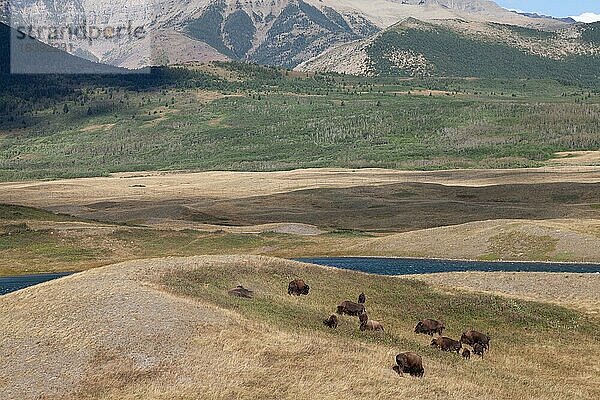 Bisons im Waterton Lakes National Park in Alberta  Kanada  Nordamerika