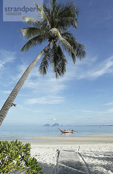 Palmen am Hao Laem Strand  Koh Mook  Andamanensee  Südthailand  Thailand  Asien