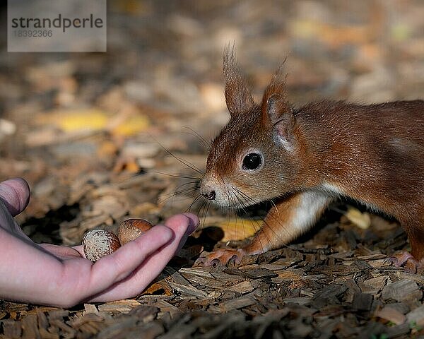 Eurasisches Eichhörnchen (Sciurus)  rot braun weiß  sich vorsichtig einer Kinderhand mit Nüssen nähernd