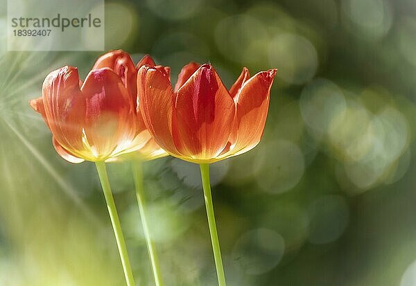 Tulpen (Tulipa)  rot  Sonnenstrahlen  Bokeh