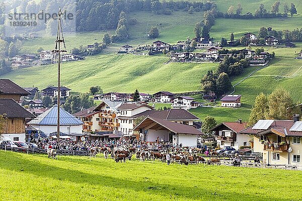 Abtrieb  Niederau  Bezirk Kufstein  Tirol  Österreich  Europa