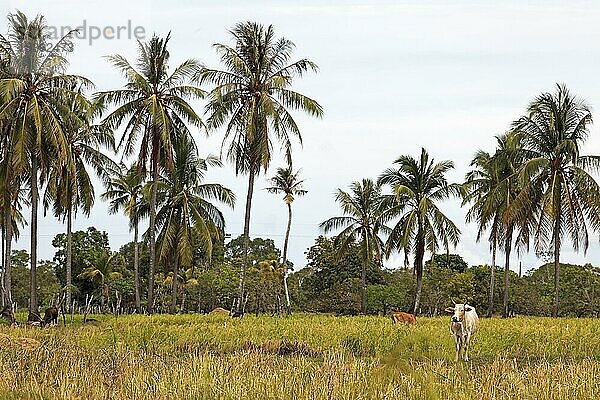 Rind (Bovidae) auf einer Wiese  hinten Palmen  Koh Sukorn  Andamanensee  Provinz Trang  Südthailand  Thailand  Asien