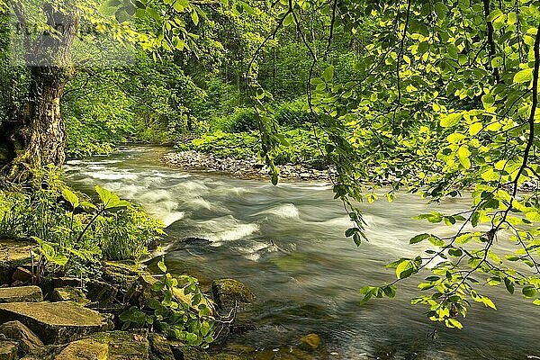 Der Fluss Wutach  Wald und etwas Sonne  Steine und herabhängende Zweige im Vordergrund  LangzeitbelichtWutachschlucht (Wutach Gorge)  Schwarzwald  Baden-Württemberg  Deutschland  Europa