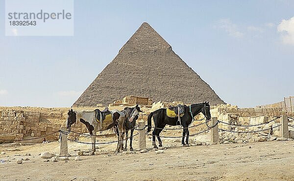 Gesattelte Pferde (Equus)  hinten die Chephren Pyramide  Gizeh  Kairo  Ägypten  Afrika
