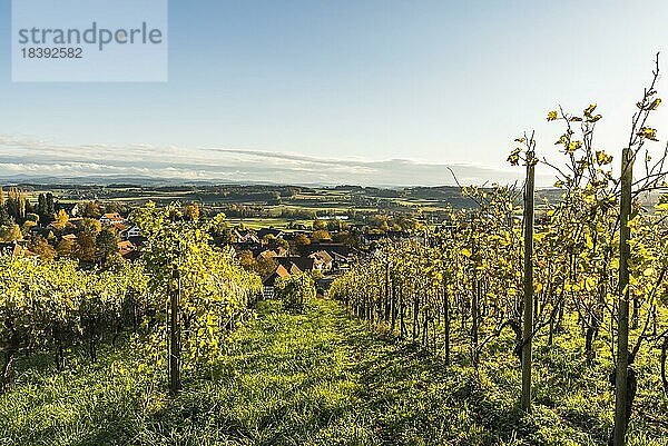 Weinberge im herbstlichen Abendlicht  Nussbaumen  Kanton Thurgau  Schweiz  Europa