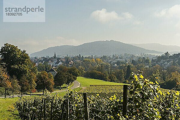 Blick aus einem Weinberg auf den Ort Diessenhofen  Herbststimmung  Kanton Thurgau  Schweiz  Europa