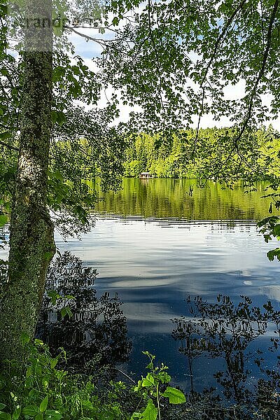 Ein See im Wald bei schönem Wetter mit einem Baum im Vordergrund  der Schlüchtsee bei Grafenhausen  Schwarzwald  Baden-Württemberg  Deutschland  Europa