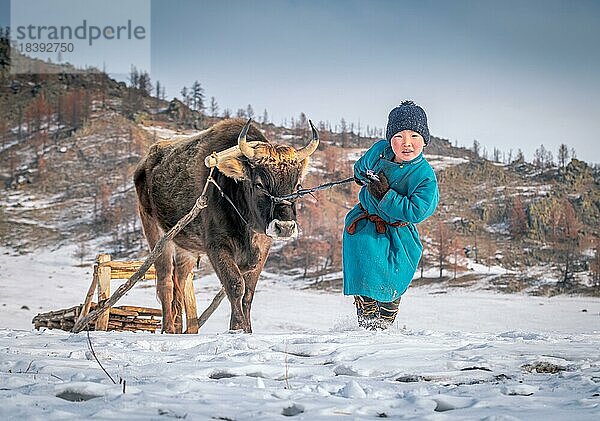 Junge hilft den Großeltern in der Winterberufszeit. Provinz Bulgan  Mongolei  Asien
