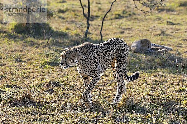 Gepard (Acinonyx jubatus) Kenia