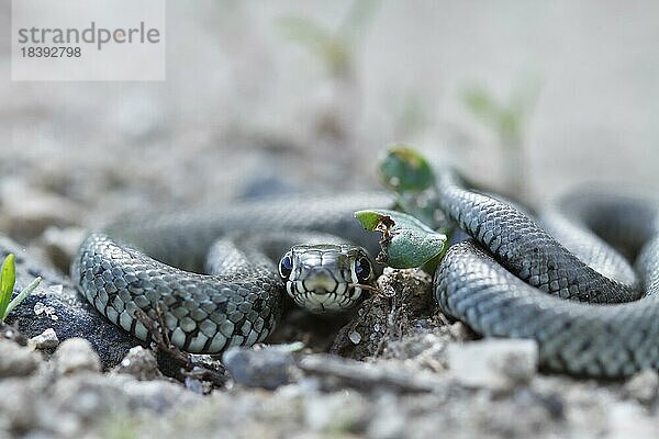 Ringelnatter (Natrix natrix)  Jungtier von ca 30cm Länge züngelt  Biosphärenreservat Mittlere Elbe  Dessau-Roßlau  Sachsen-Anhalt  Deutschland  Europa