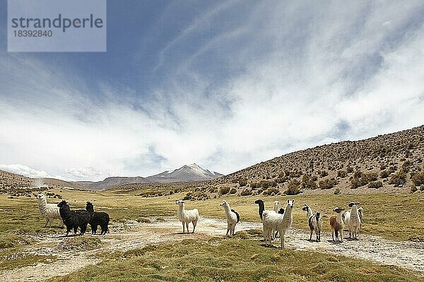 Lamas im Nationalpark Las Vicunjas oder Las Vicuñas National Reserve  Parinacota Provinz  Arica y Parinacota Region  Chile  Südamerika