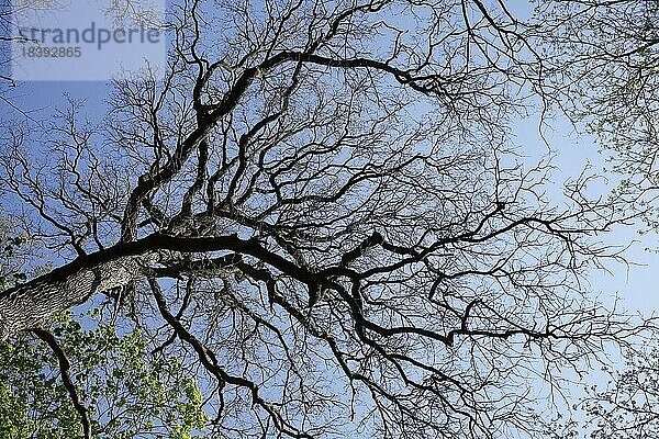 Baumkronen von Laubbäumen aus der Froschperspektive im Frühling  Blauer Himmel  Deutschland  Europa