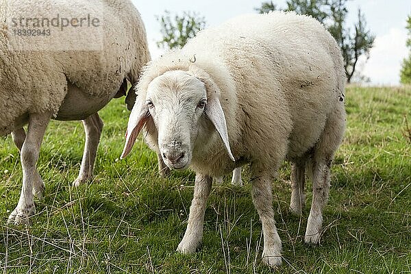 Schafe (Ovis)  Krautinsel  Chiemsee  Deutschland  Europa