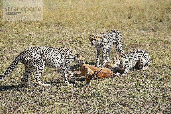 Gepard (Acinonyx jubatus) töten Impala (Aepyceros melampus) Kenia