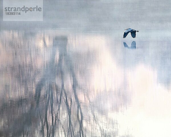 Graureiher (Ardea cinerea)  fliegend  im Nebel über Gewässer