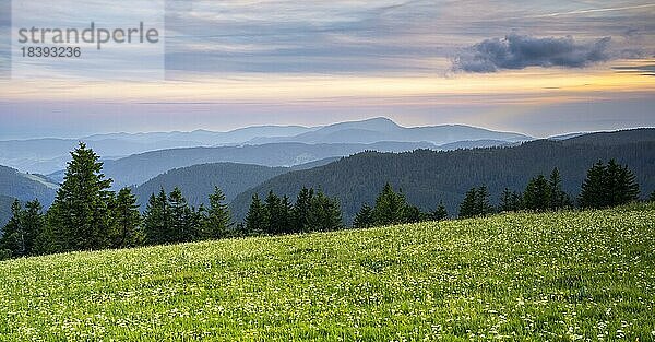 Blick vom Feldberg auf eine Landschaft mit Blumenwiese  Wald und Bergen  bei Sonnenuntergang  Schwarzwald  Baden-Württemberg  Deutschland  Europa