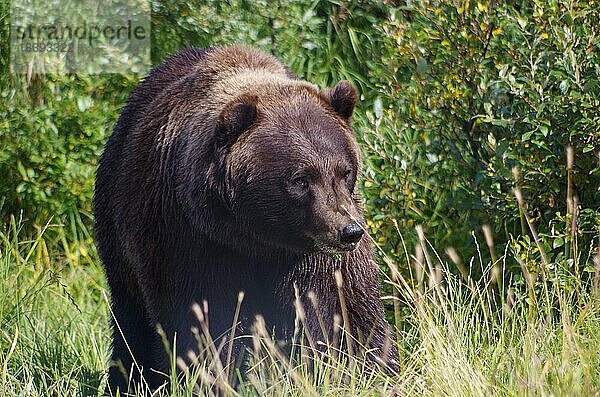 Braunbär  Grizzly  im Alaska Wildlife Conservation Center bei Girdwood  Alaska