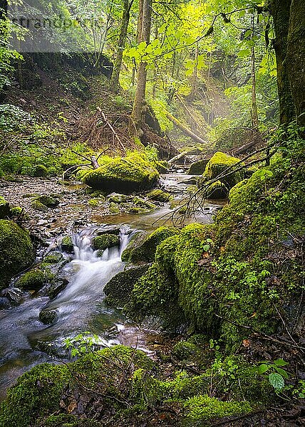 Ein Bach im Wald mit Moos und Steinen  Langzeitbelichtung  Lotenbachklamm  Schwarzwald  Baden-Württemberg  Deutschland  Europa