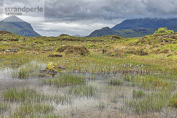 Schmalblättrige Wollgras (Eriophorum angustifolium)  Isle of Skye  Schottland  Großbritannien  Europa
