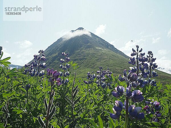 Lupinen (Lupinus)  hinten Berghügel  bei Siglufjördür  Island  Europa