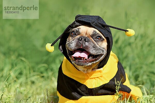 Niedliche glückliche Französische Bulldogge im Poncho-Bienenkostüm