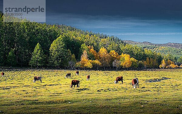 Herbstfarbe. Caws (Bos taurus) Rinder. Provinz Bulgan  Mongolei  Asien