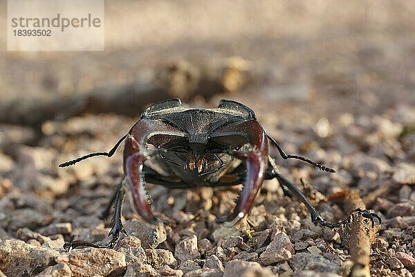 Hirschkäfer (Lucanus cervus)  adultes Männchen in Frontalansicht  Biosphärenreservat Mittlere Elbe  Dessau-Roßlau  Sachsen-Anhalt  Deutschland  Europa