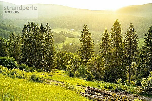 Landschaft im abendlichen Gegenlicht mit Wiesen und Wald  im Hintergrund zwei Bauernhöfe  goldene Stunde  Schwarzwald  Baden-Württemberg  Deutschland  Europa