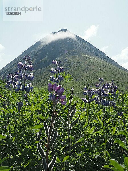 Lupinen (Lupinus)  hinten Berghügel  bei Siglufjördür  Island  Europa