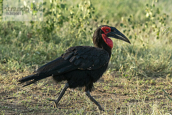 Südlicher Bodenhornvogel (Bucorvus leadbeateri)  Lake Manyara National Park  Tansania  Ostafrika  Afrika
