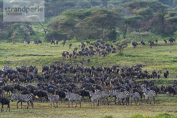 Herde von Streifengnus (Connochaetes taurinus) und Zebras (Equus quagga)  Ndutu Conservation Area  Serengeti  Tansania  Ostafrika  Afrika