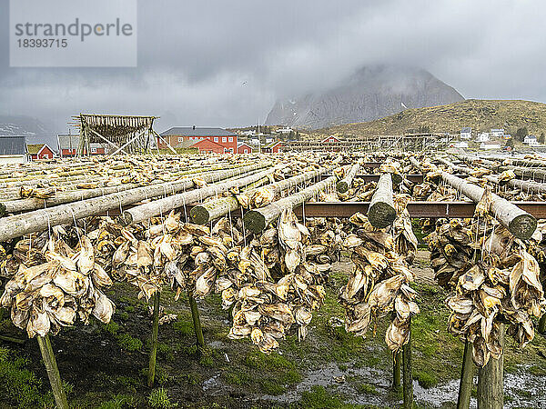 Kabeljau  der auf Gestellen zu Stockfisch getrocknet wird  in der Stadt Reine  Moskenesoya im Lofoten-Archipel  Norwegen  Skandinavien  Europa