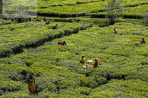 Frauen pflücken Tee in einer Teeplantage im Norden Ruandas  Afrika