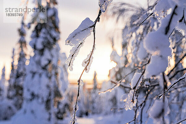 Nahaufnahme von mit Schnee bedeckten Ästen bei Sonnenaufgang  Lappland  Finnland  Europa