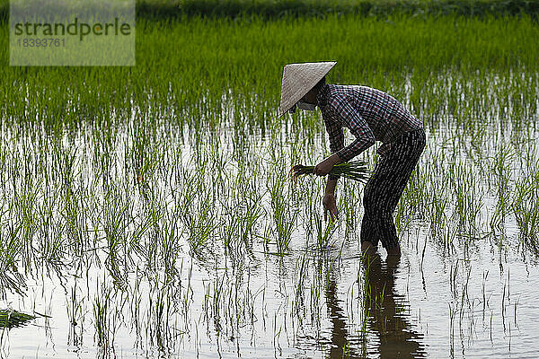 Silhouette einer asiatischen Frau  die Reissetzlinge in einem Reisfeld pflanzt  Landwirtschaft  Hoi An  Vietnam  Indochina  Südostasien  Asien