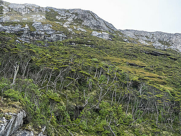 Blick auf den Notofagus-Wald in Caleta Capitan Canepa  Isla Estado (Isla De Los Estados)  Argentinien  Südamerika
