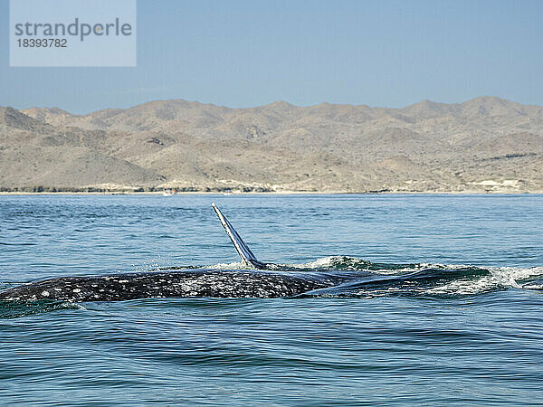 Erwachsene Grauwale (Eschrichtius robustus) bei der Balz in der Magdalena-Bucht auf der Baja-Halbinsel  Baja California Sur  Mexiko  Nordamerika