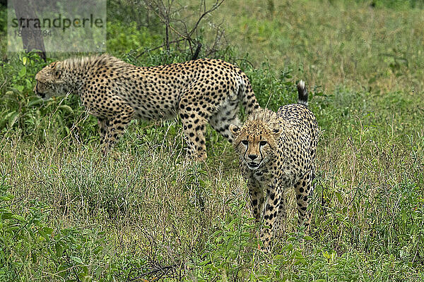 Gepard (Acinonyx jubatus)  Ndutu-Schutzgebiet  Serengeti  Tansania  Ostafrika  Afrika