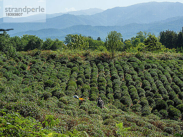 Anaseuli Teeplantagen bei Ozurgeti  Guria  Georgien (Sakartvelo)  Zentralasien  Asien
