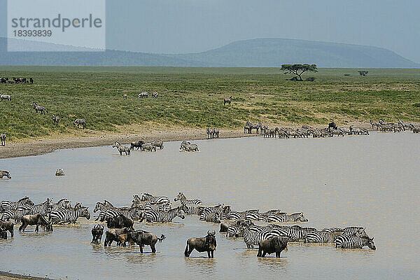 Streifengnu (Connochaetes taurinus) und Zebra (Equus quagga) beim Trinken am Wasserloch  Serengeti  Tansania  Ostafrika  Afrika